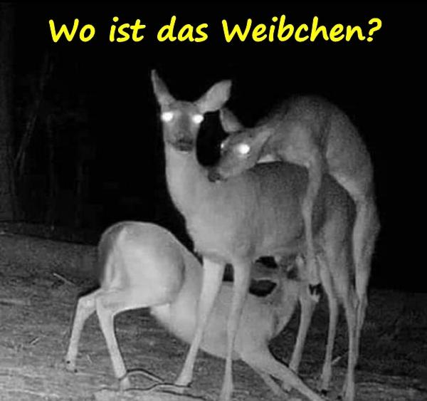 Wo ist das Weibchen?