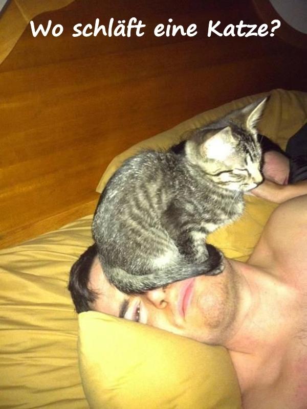 Wo schläft eine Katze?