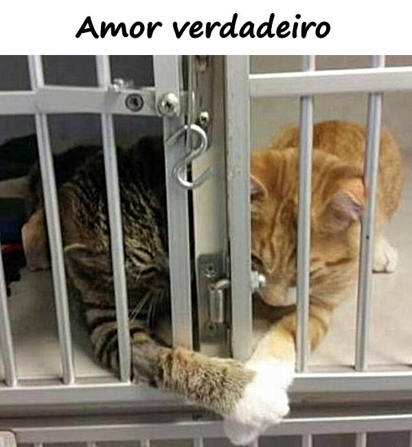 Amor verdadeiro