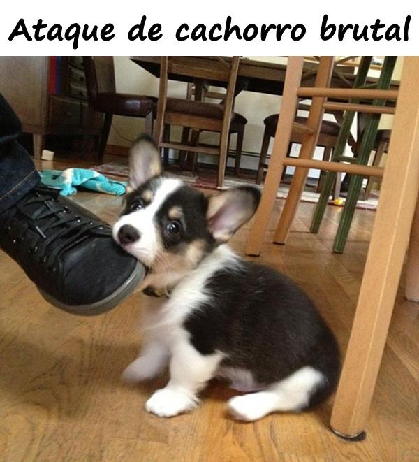 Ataque de cachorro brutal