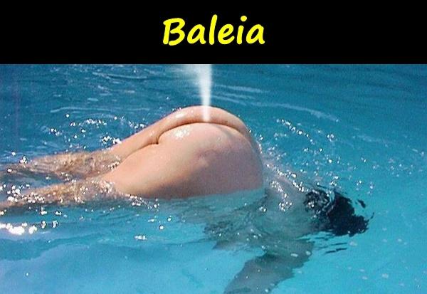 Baleia