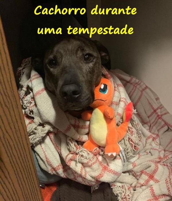 Cachorro durante uma tempestade