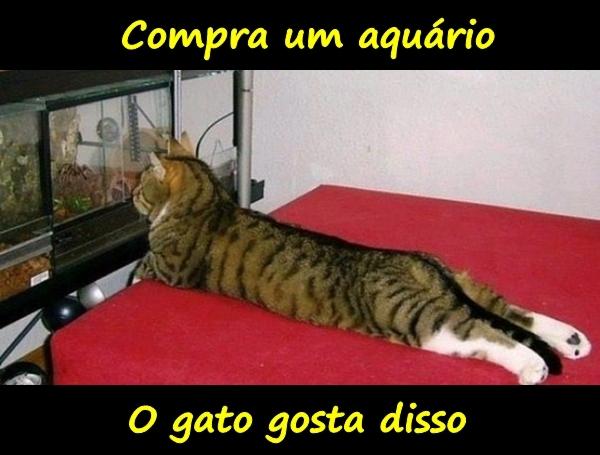 Compra um aquário. O gato gosta disso