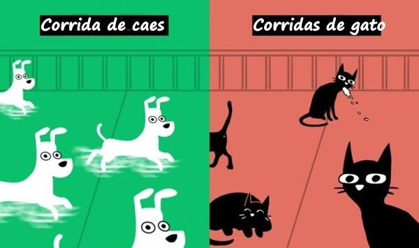 Corrida de cães vs. Corridas de gato