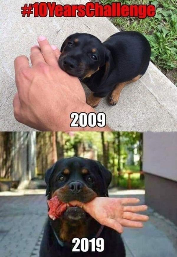 Cão - 10YearsChallenge