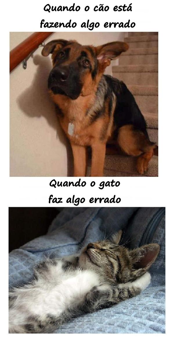 Quando o cão está fazendo algo errado. Quando o gato faz algo errado.