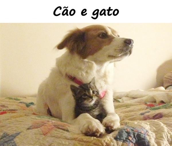 Cão e gato