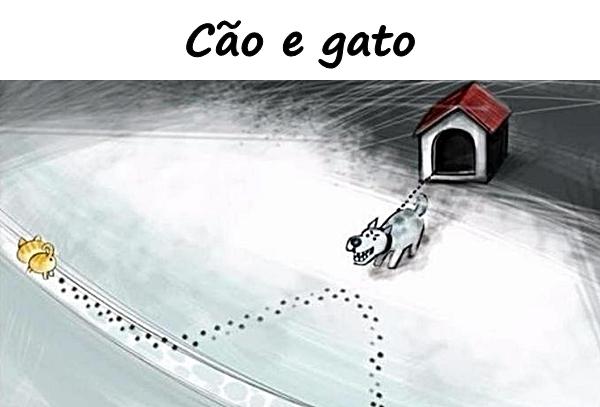 Cão e gato