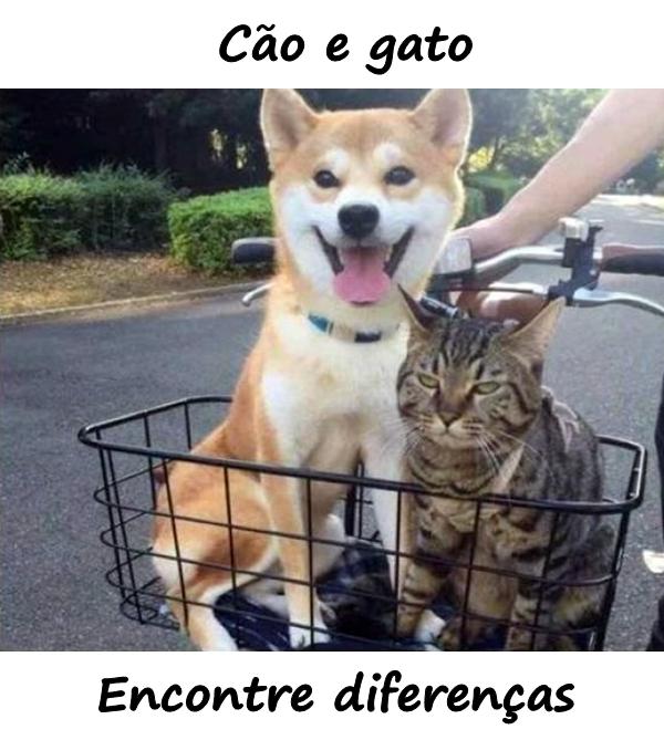 Cão e gato. Encontre diferenças.