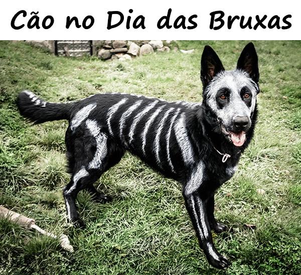 Cão no Dia das Bruxas