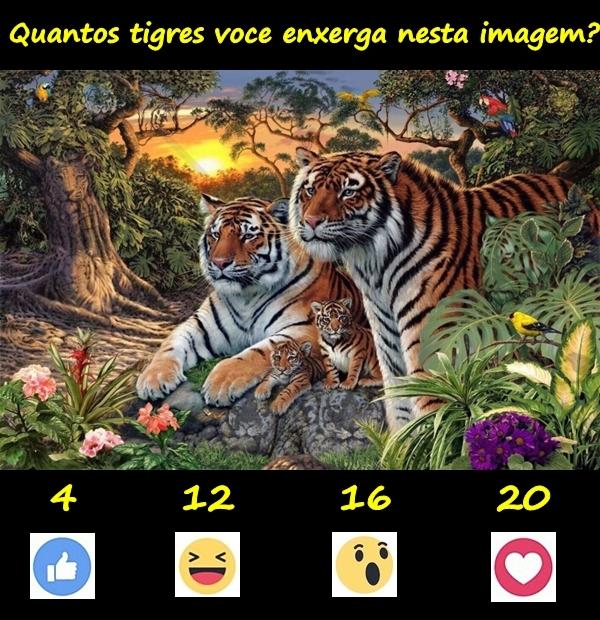 Quantos tigres você enxerga nesta imagem?