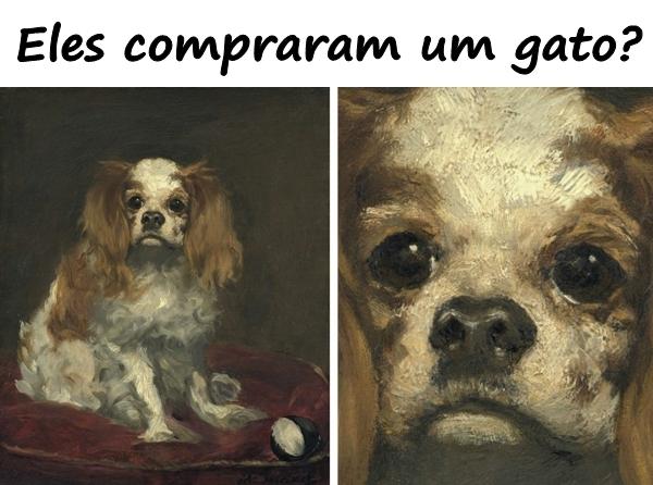 Eles compraram um gato?