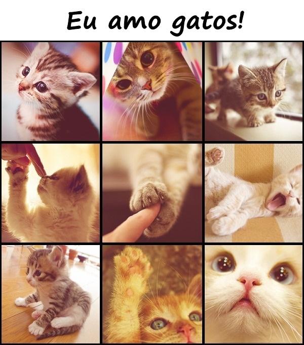 Eu amo gatos!