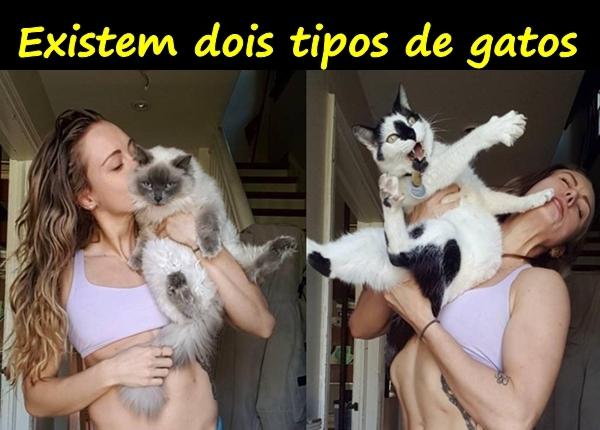 Existem dois tipos de gatos...