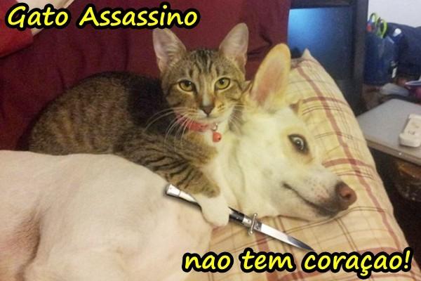 Gato Assassino não tem coração!