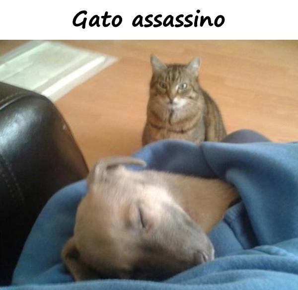 Gato assassino