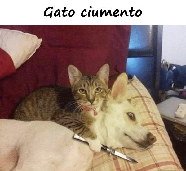 Gato ciumento