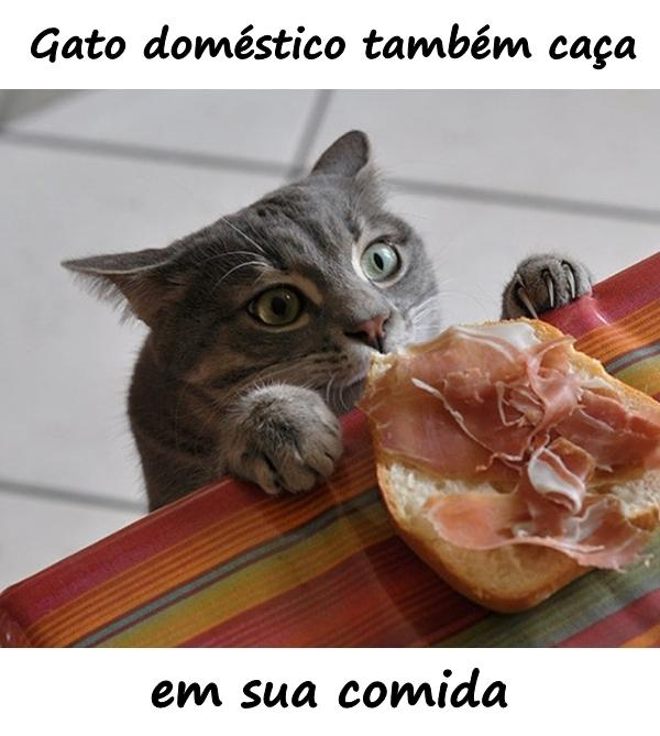 gato doméstico também caça em sua comida