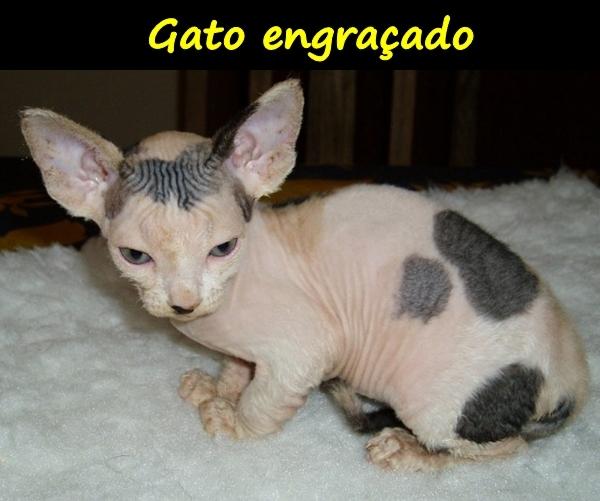 Gato engraçado