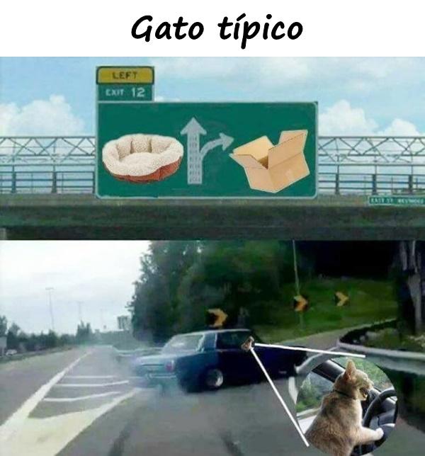 Gato típico