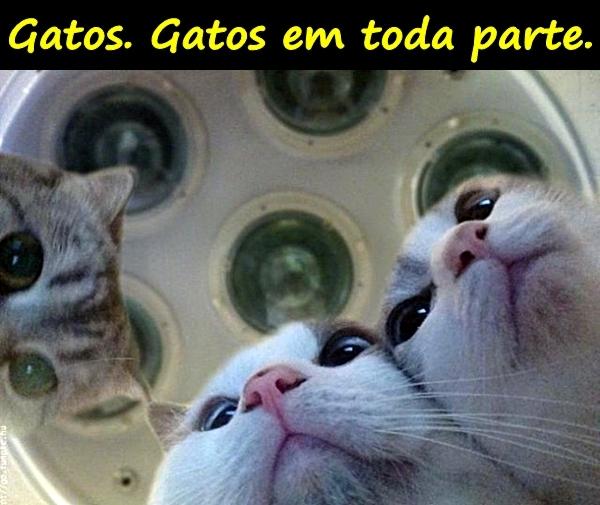 Gatos. Gatos em toda parte.