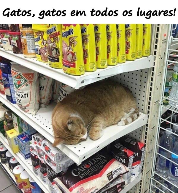 Gatos, gatos em todos os lugares!