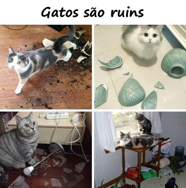 Gatos são ruins