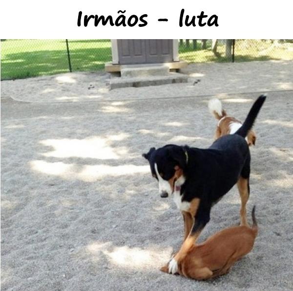 Irmãos - luta