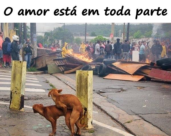 O amor está em toda parte