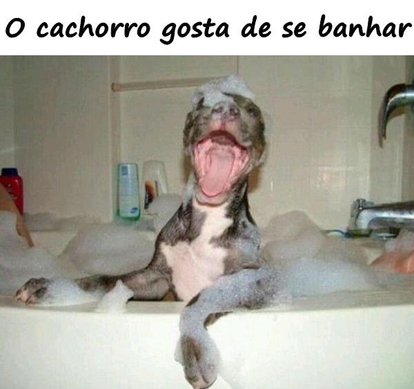 O cachorro gosta de se banhar