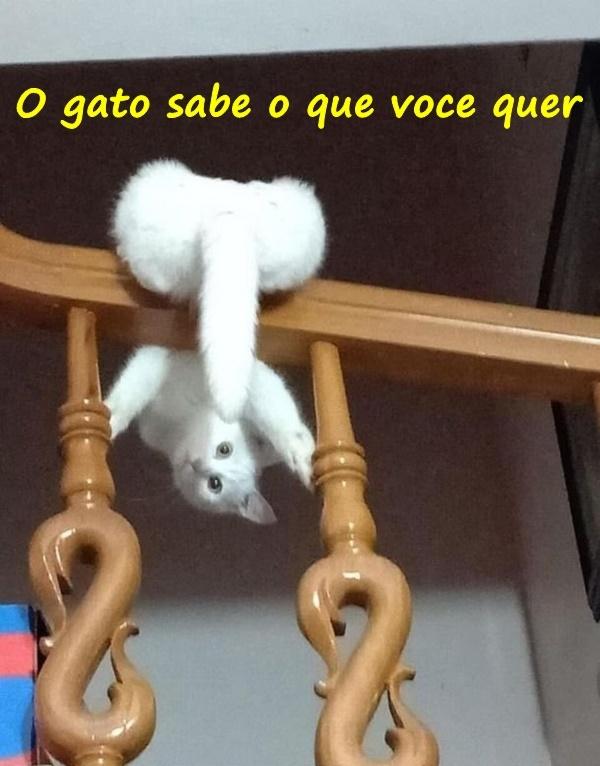 O gato sabe o que você quer