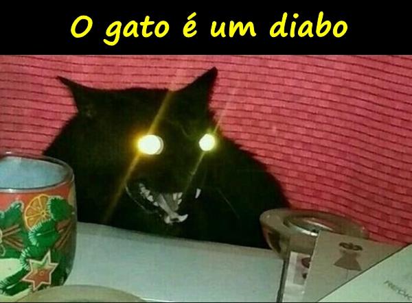 O gato é um diabo