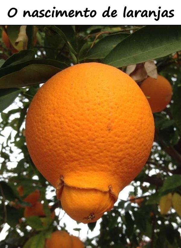 O nascimento de laranjas
