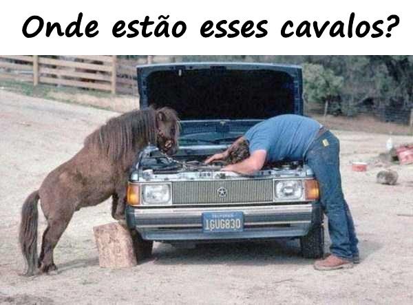 Onde estão esses cavalos?