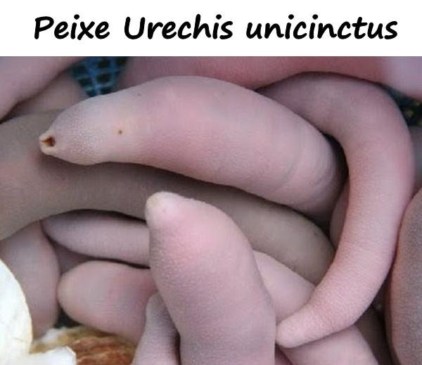 Peixe Urechis unicinctus