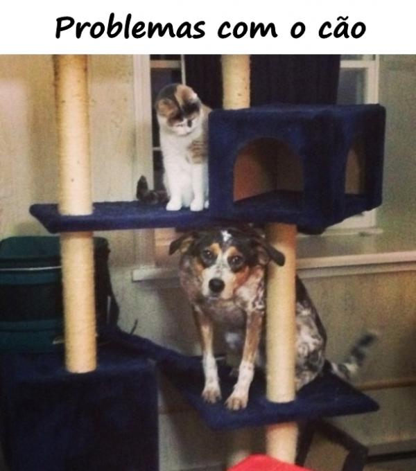 Problemas com o cão