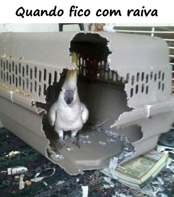 Quando fico com raiva