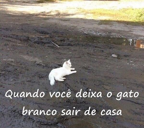 Quando você deixa o gato branco sair de casa