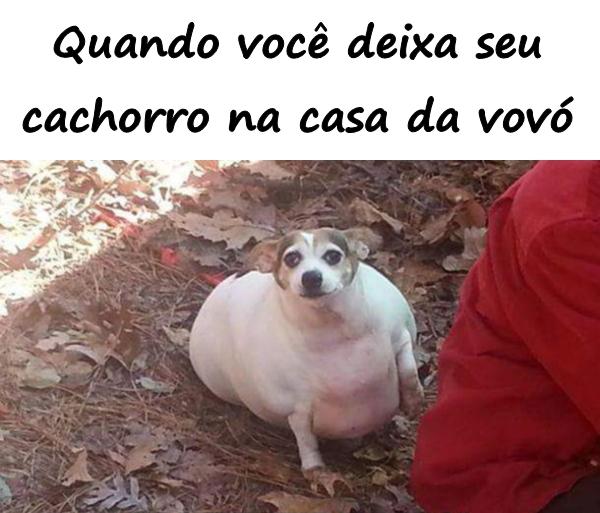 Quando você deixa seu cachorro na casa da vovó