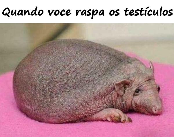 Quando você raspa os testículos