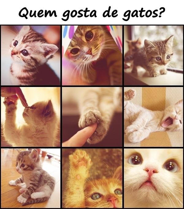 Quem gosta de gatos?