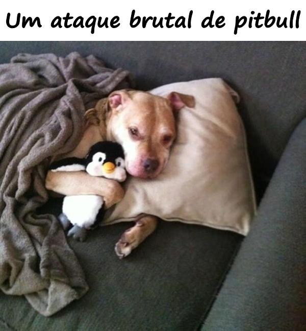 Um ataque brutal de pitbull