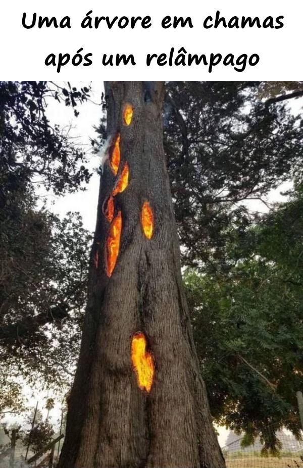Uma árvore em chamas após um relâmpago