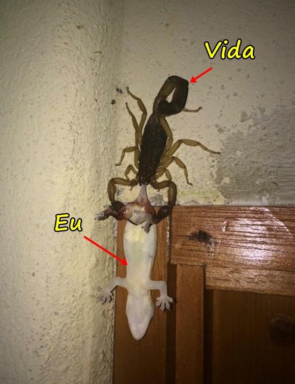 Vida