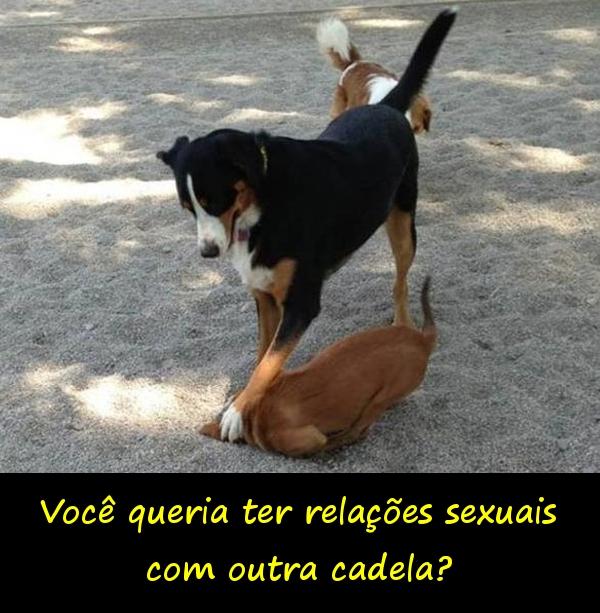 Você queria ter relações sexuais com outra cadela?