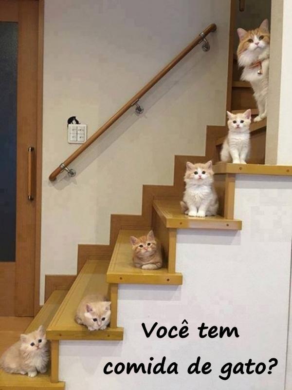 Você tem comida de gato?