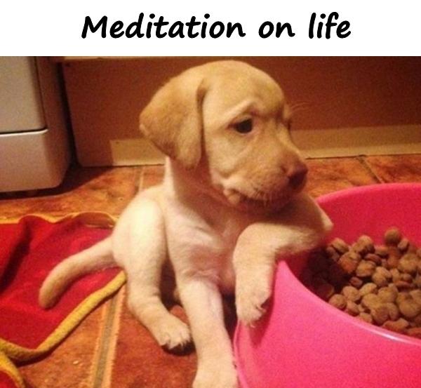 Meditation on life