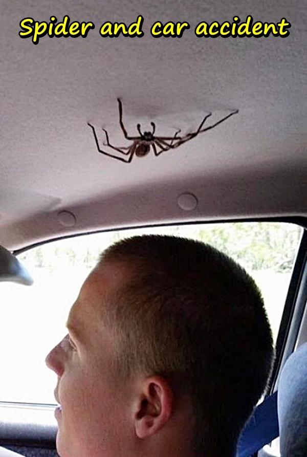 Spider and car accident