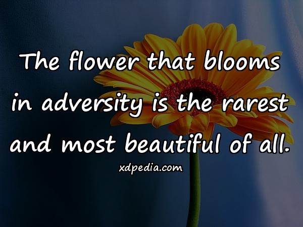 The flower that blooms in adversity is the rarest and most beautiful of all.