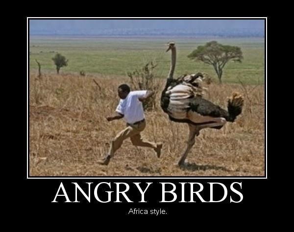 Angry birds atakują! Nie uciekniesz przed nimi!